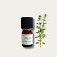 Thym à thymol BIO