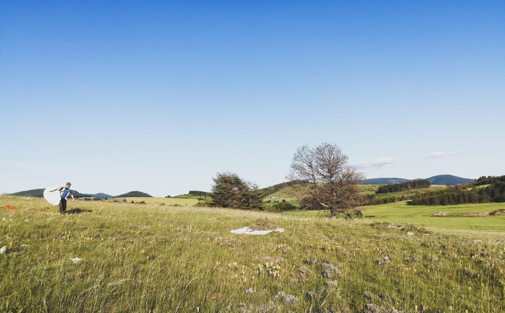 CUEILLETTE SAUVAGE DE THYM 