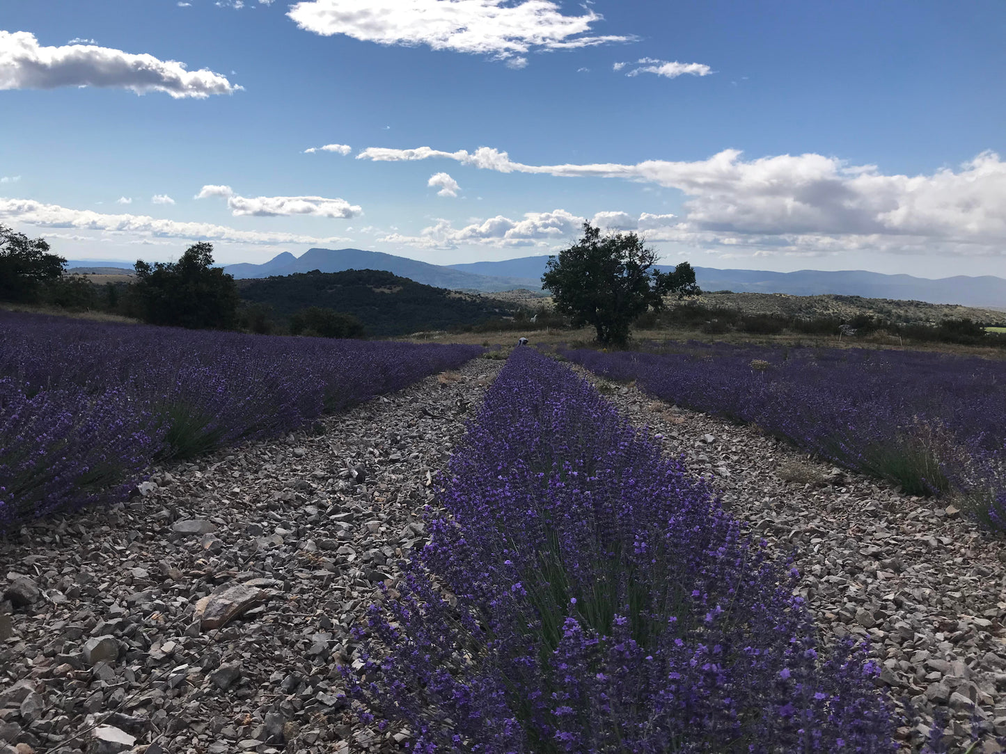 Champs lavande maillette
